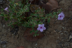 Barleria mysorensis